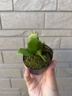 2026年最新】bifurcatumの人気アイテム - メルカリ