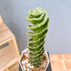 サボテン　スピラリス　3本セット　柱サボテン　極太　カクタス　アガベ　多肉 Amazon.co.jp: 多肉植物 セレウス スピラリス 約7号 大型大株