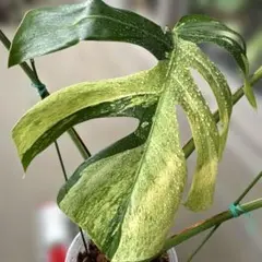 た*ん様 Q284 Monstera Lemon Lime モンステラ レモンラ | Mercari
