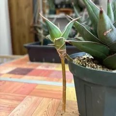 2026年最新】サンセベリア ピングイキュラの人気アイテム - メルカリ