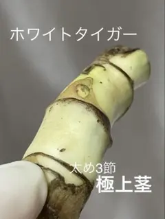 斑入りモンステラ ホワイトタイガー 太め極上茎 3節 成長点3つのサムネイル