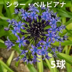プスキニア球根 水色と白色の2品種 10球 プラスミニ球根2球 合計12球