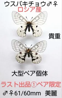 2026年最新】ウスバキチョウの人気アイテム - メルカリ