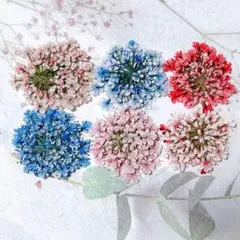 押し花素材＊レースフラワー　ミニサイズ4