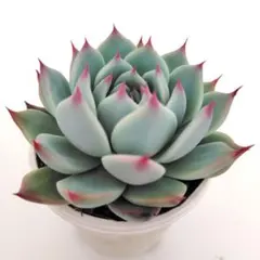 2026年最新】コロラータ 多肉の人気アイテム - メルカリ