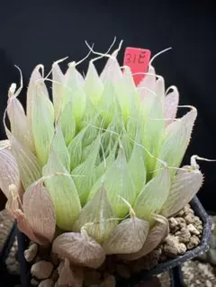 30c 多肉植物 ハオルチア 白夜スプリング 自家繁殖 鉢植え発送 - メルカリ
