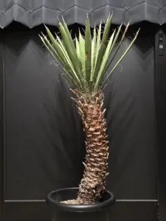 ユッカ グロリオサ 幹立ち アツバキミガヨラン 大株 ドライガーデン