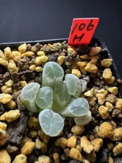 89h 多肉植物 ハオルチア オーロラ錦白糊斑 自家繁殖 鉢植え発送