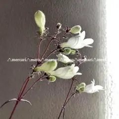 カオリン様リクエスト♪3点まとめ種子✿銅葉ペンステモン&トロリウスMix&ゲウム