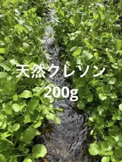 2026年最新】天然クレソンの人気アイテム - メルカリ