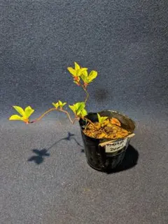 ピンコ様 リクエスト 2点 まとめ商品