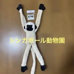 テナガザル　　マグネットシンガポール