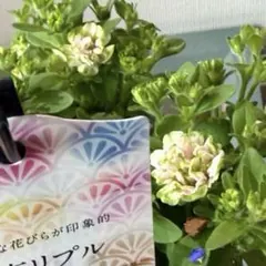 105 クリスマスローズ プルプラhyb × エリアス(マリア交配) 種子 3粒