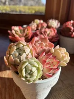 多肉☆詰め合わせ・エケベリア・5苗