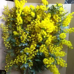 銀葉アカシア＊ミモザ①✼ネコポス発送♪春花✼ミモザの日✼*
