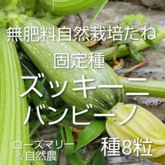 ズッキーニ・バンビーノ　たね8粒　無肥料自然栽培　自然農　固定種　自家採種