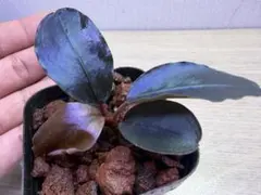 山水苑 Bucephalandra sp. 