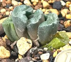 26d ハオルチア　多肉植物　大縄帝玉扇錦　自家繁殖 26d ハオルチア 多肉植物 大縄帝玉扇錦 自家繁殖 2025年最新