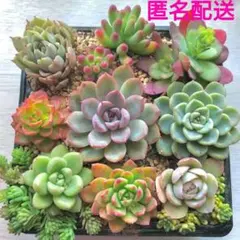 抜き苗＆カット苗セット（B）11品種 　✤名前あり✤多肉植物
