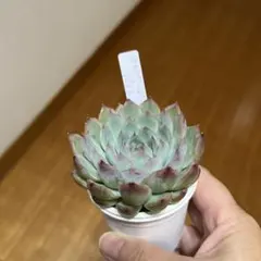 2025年最新】多肉植物シムランスの人気アイテム - メルカリ