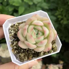 ストロベリーアイス❤️エケベリア 多肉植物 寄植え 韓国苗 - メルカリ