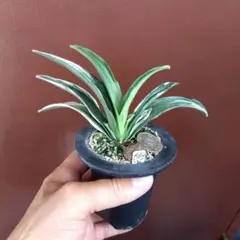 福の光と新生殿セット 万年青 オモト おもと - メルカリ