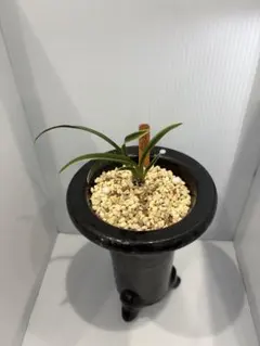 2025年最新】韓国春蘭の人気アイテム - メルカリ