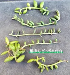 アーモンドネックレス①　カット苗5本　葉挿しピン5本　多肉　エンジェルティアーズ