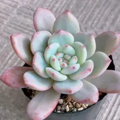 2025年最新】アリエル 多肉の人気アイテム - メルカリ