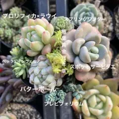 2026年最新】多肉植物 苗セットの人気アイテム - メルカリ
