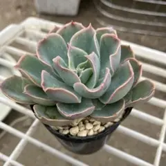 2026年最新】ミックスベリアの人気アイテム - メルカリ