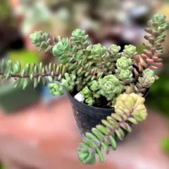 多肉植物♡スプリングワンダー（抜き苗）