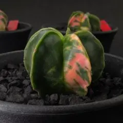 アストロフィツム ランポー玉 錦 （実生） #234