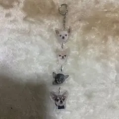 チワワ♡4連キーホルダー