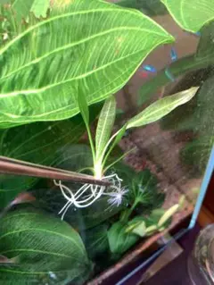 guttata様 リクエスト 2点 まとめ商品