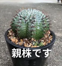 2025年最新】ユーフォルビアホリダの人気アイテム - メルカリ