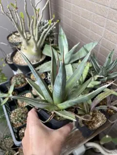 ウォングム農場◎ブラックサバス◎多肉植物 カット苗 輸入苗