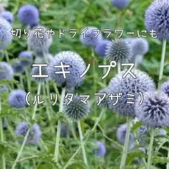 kamojime様 リクエスト 3点 まとめ商品