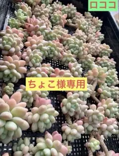 ちょこ様 リクエスト 3点 まとめ商品