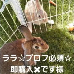 ◆◆ララ☆プロフ必須☆即購入✖です様専用◆◆