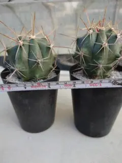 M19様 リクエスト 2点 まとめ商品