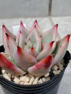 hikaru様 リクエスト 3点 まとめ商品