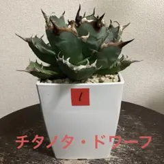 特選】アガベ チタノタ 姫厳竜 極上株 ／ ボールタイプ・強棘・鉢の