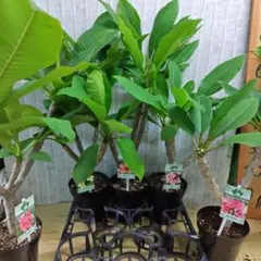 プルメリア⭐️JUNGLEJACKS⭐️PREMIUM⭐️5号6鉢セット㋐分枝品