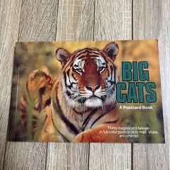 BIG CATS A Postcard Book ライオン　トラ