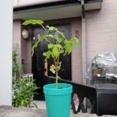 素人自宅苗　薄紫の藤の苗木　落葉樹の苗木 中型鉢　鉢ありません。 素人自宅苗 薄紫の藤の苗木 落葉樹の苗木 中型鉢 鉢ありません