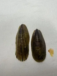貝殻標本　ベッコウフネアマガイ