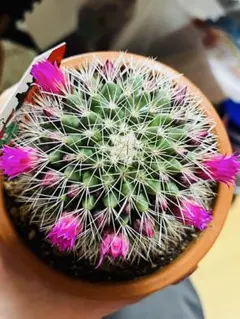 蕾付き❣️花サボテン⭐️桃鮮丸⭐️プラ鉢植え‼️ - メルカリ