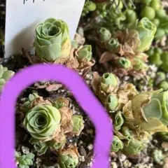 多肉植物　グリーノビア　ドドランタリス　カット苗のサムネイル
