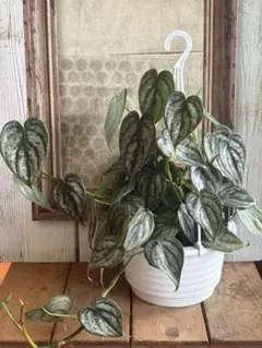 特大　Philodendron lentii　フィロデンドロン　レンティ フィロデンドロン レンティ Philodendron lentii 実生 - メルカリ